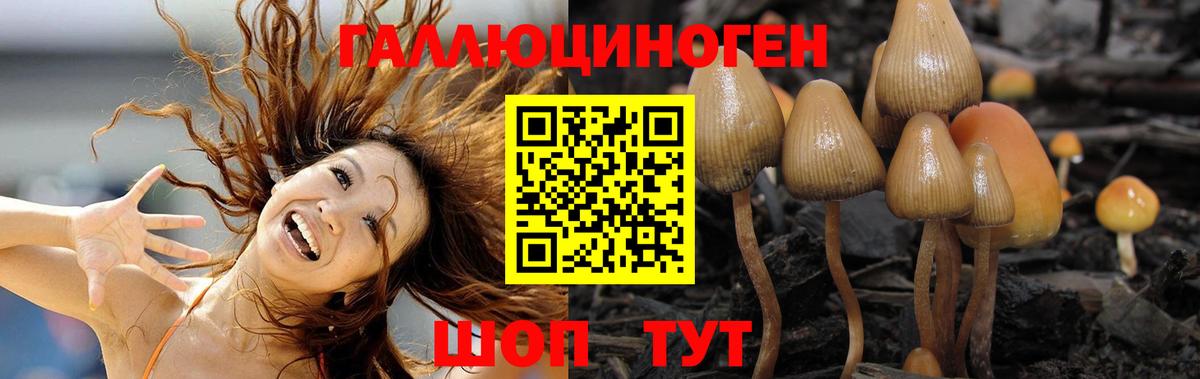 дарнет шоп  Галлюциногенные грибы GOLDEN TEACHER  Вход с VPN  Кольчугино 